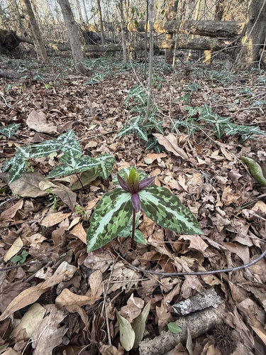 Trillium decipiens (alternate view 4)