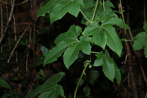 Passiflora (Passionflowers) (alternate view 3)