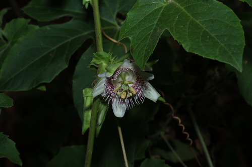 Passiflora (Passionflowers) (alternate view 4)