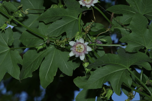Passiflora (Passionflowers) (alternate view 2)