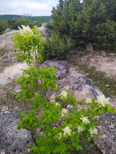 Fraxinus ornus (flowering ash, manna ash)