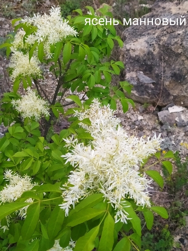Fraxinus ornus (flowering ash, manna ash) (alternate view 2)