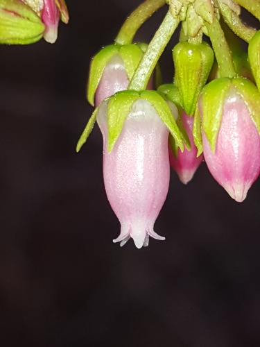 Lyonia lucida (fetterbush lyonia) (alternate view 5)