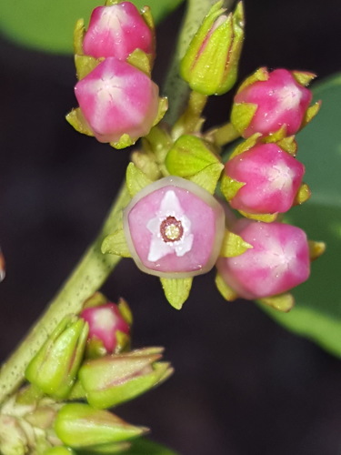 Lyonia lucida (fetterbush lyonia) (alternate view 4)