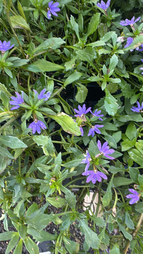Scaevola aemula (Fairy Fan-flower) (alternate view 3)
