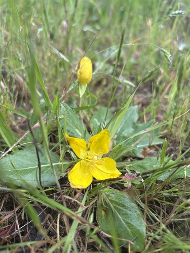 Taraxia ovata (Sun Cup) (alternate view 5)