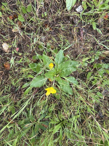Taraxia ovata (Sun Cup) (alternate view 6)