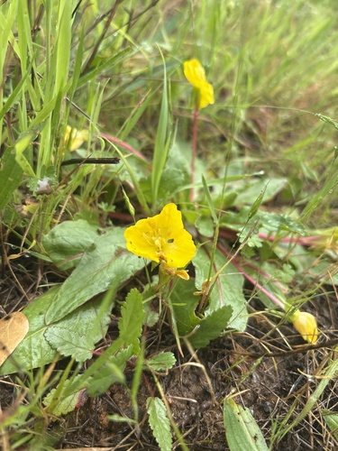 Taraxia ovata (Sun Cup) (alternate view 7)