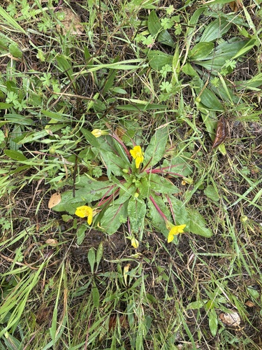 Taraxia ovata (Sun Cup) (alternate view 8)