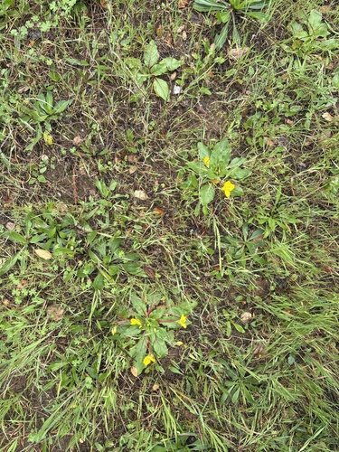 Taraxia ovata (Sun Cup) (alternate view 9)