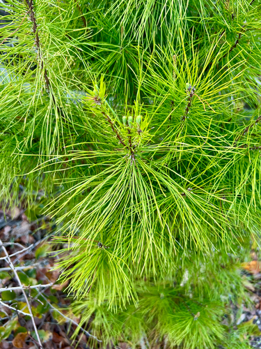 Pinus clausa (sand pine) (alternate view 9)