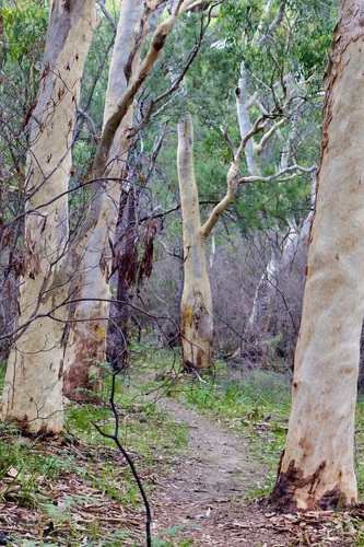 Eucalyptus racemosa (Northern Scribbly Gum)
