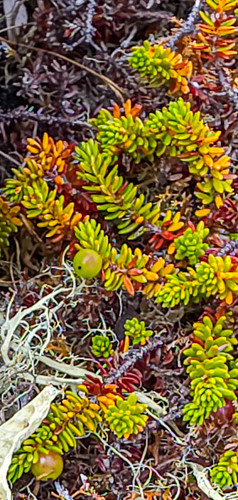 Empetrum nigrum (black crowberry)