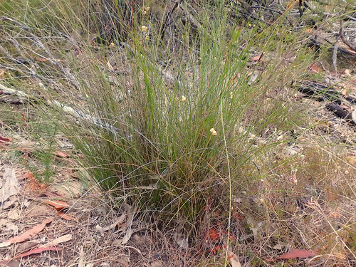Lepidosperma carphoides (black rapier-sedge)
