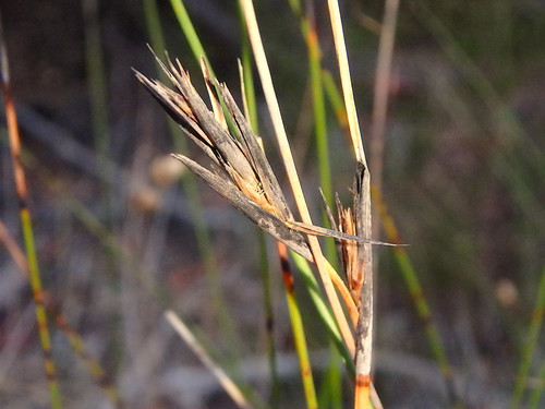 Lepidosperma carphoides (black rapier-sedge) (alternate view 2)