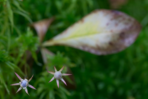 Lysimachia europaea (Arctic Starflower)