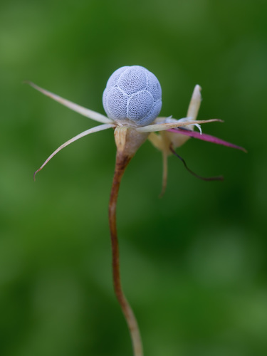 Lysimachia europaea (Arctic Starflower)