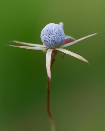 Lysimachia europaea (Arctic Starflower)