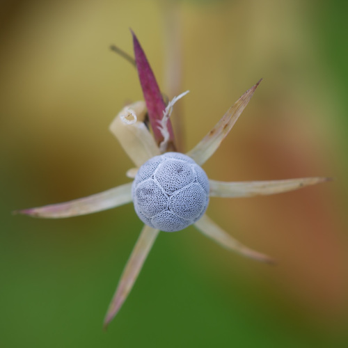 Lysimachia europaea (Arctic Starflower)