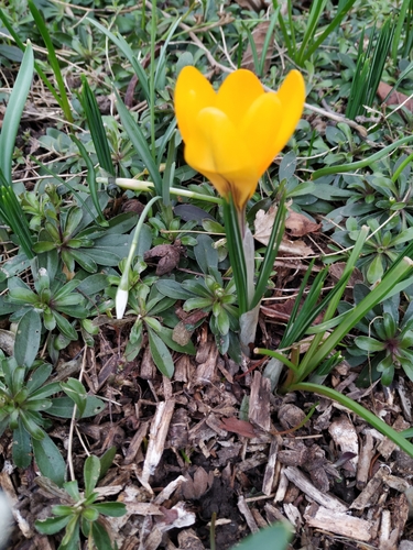 Crocus × stellaris (Dutch Yellow Crocus) (alternate view 7)