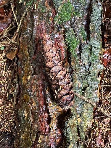 Picea orientalis (Oriental spruce) (alternate view 7)