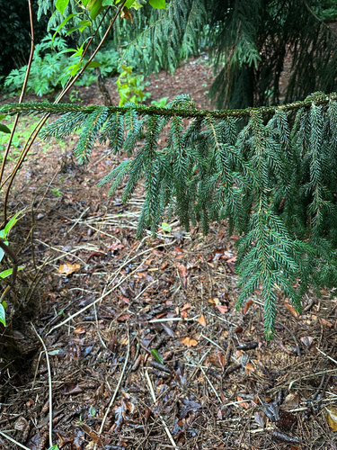 Picea orientalis (Oriental spruce) (alternate view 4)