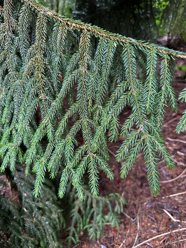 Picea orientalis (Oriental spruce) (alternate view 5)