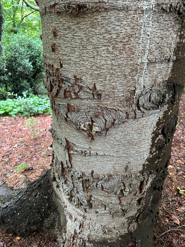 Picea orientalis (Oriental spruce) (alternate view 6)