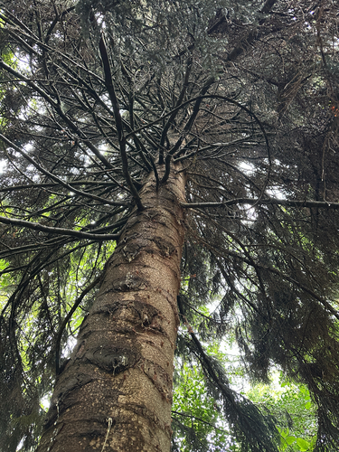 Picea orientalis (Oriental spruce) (alternate view 8)