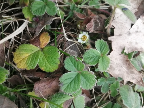 Potentilla sterilis (Barren Strawberry)