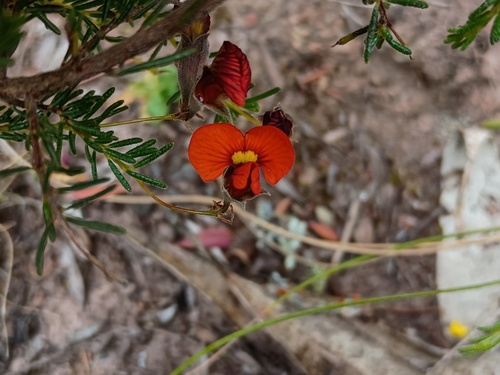 Dillwynia hispida (red parrot-pea)