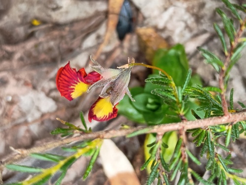 Dillwynia hispida (red parrot-pea) (alternate view 4)