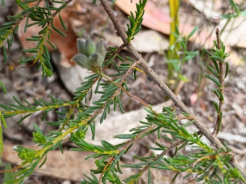 Dillwynia hispida (red parrot-pea) (alternate view 3)