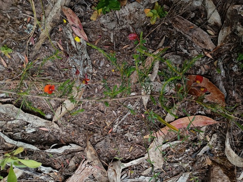 Dillwynia hispida (red parrot-pea) (alternate view 2)