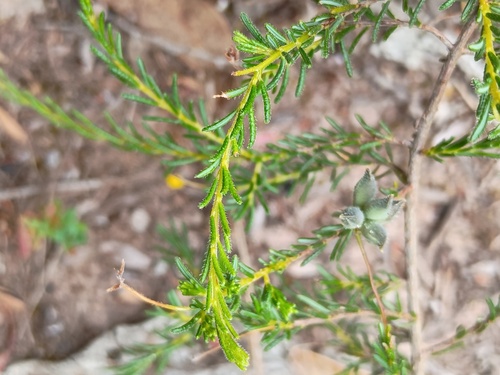 Dillwynia hispida (red parrot-pea) (alternate view 5)