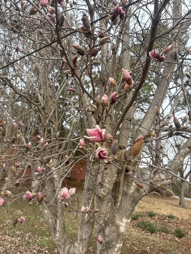 Magnolia liliiflora (Lily Magnolia)