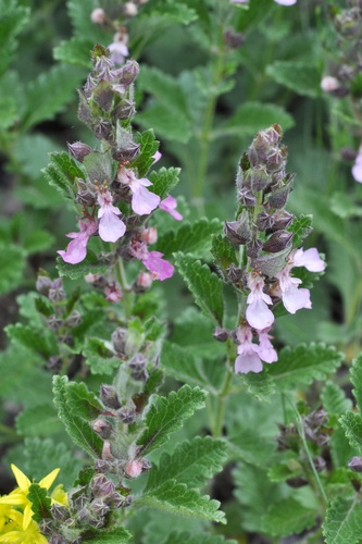 Teucrium chamaedrys (Wall Germander)