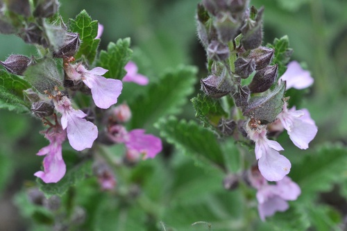 Teucrium chamaedrys (Wall Germander)