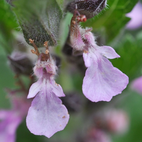 Teucrium chamaedrys (Wall Germander)