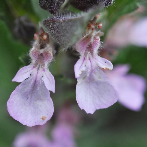 Teucrium chamaedrys (Wall Germander)