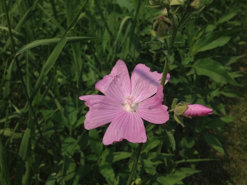 Malva moschata (musk mallow) (alternate view 2)