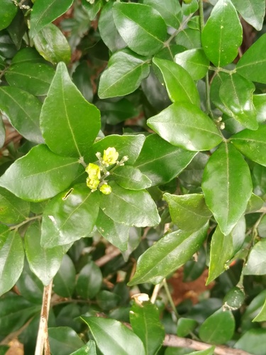 Murraya (alternate view 9)