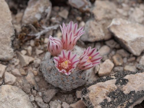Mammillaria (pincushion cactuses) (alternate view 5)