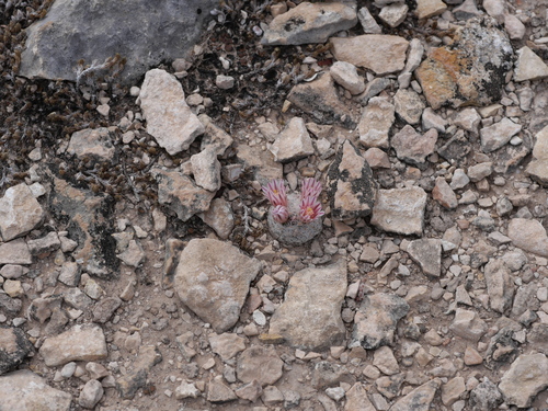 Mammillaria (pincushion cactuses) (alternate view 6)