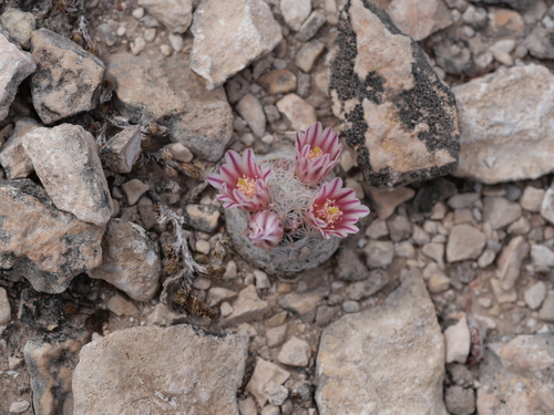 Mammillaria (pincushion cactuses) (alternate view 7)