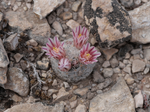 Mammillaria (pincushion cactuses) (alternate view 8)