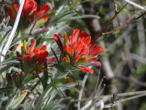 Castilleja foliolosa (woolly paintbrush) (alternate view 2)