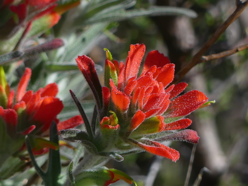 Castilleja foliolosa (woolly paintbrush) (alternate view 3)