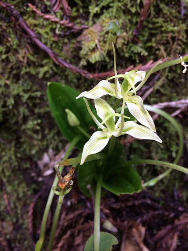 Scoliopus bigelovii (California fetid adderstongue)