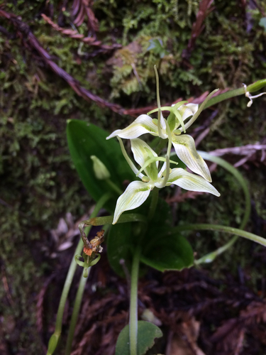 Scoliopus bigelovii (California fetid adderstongue) (alternate view 2)